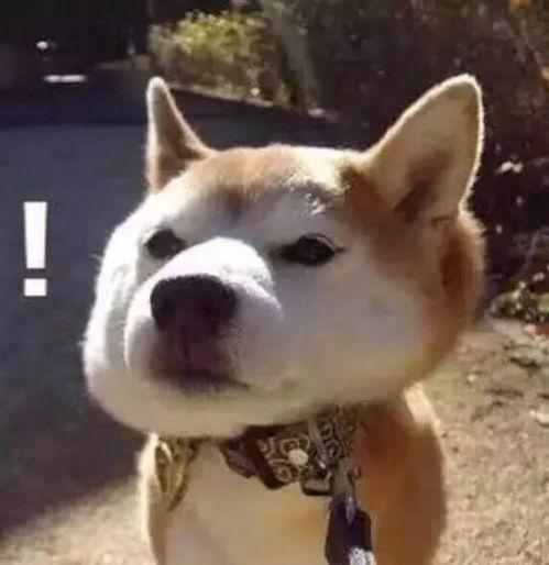 娱乐吃瓜君傻狗的日常,揭秘娱乐圈那些事儿